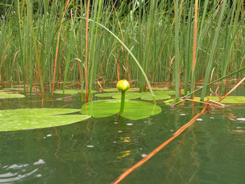 Liepnitzsee