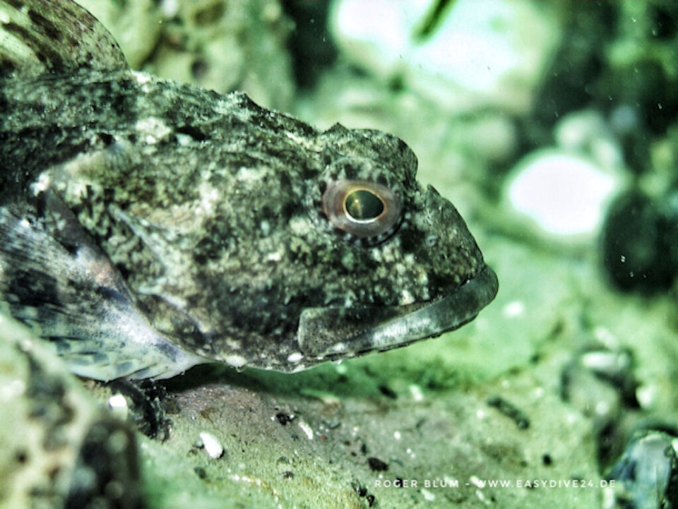 Seeskorpion Myoxocephalus scorpius