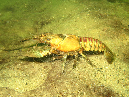 Kamberkrebs Orconectes limosus