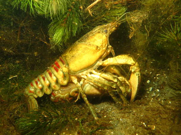 Kamberkrebs Orconectes limosus