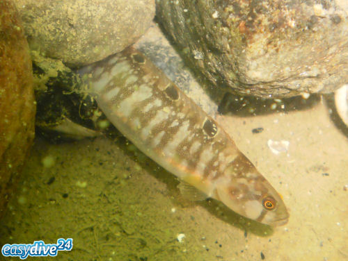 Butterfisch Pholis gunnellus