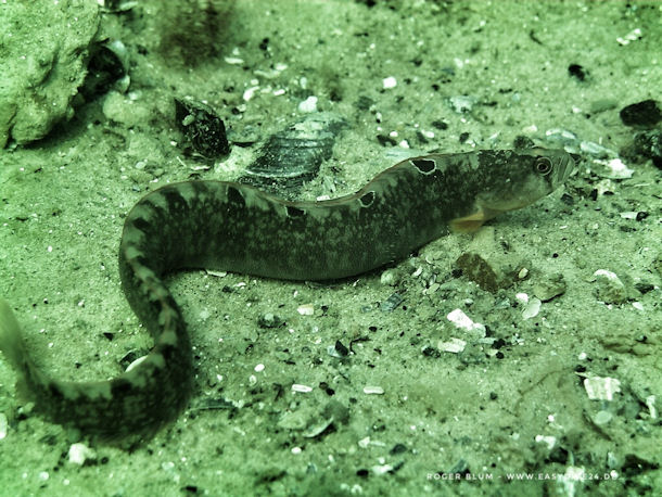 Butterfisch Pholis gunnellus