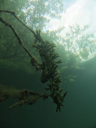 Geweihschwamm Spongila lacustris im Schmalen Luzin