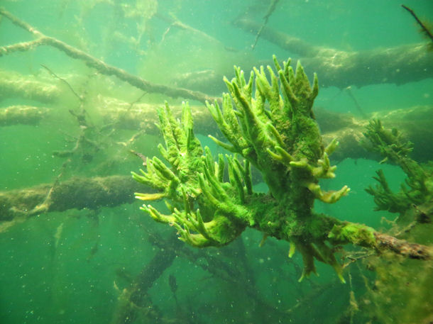 Fingerschwamm Spongila lacustris im Schmalen Luzin