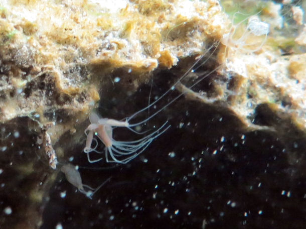 Suesswasserpolyp im Schmalen Luzin