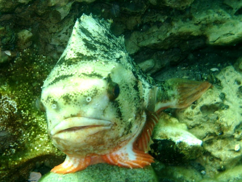 Seehase Cyclopterus lumpus