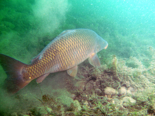 Cyprinus carpio