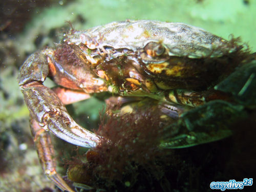 Carcinus maenas