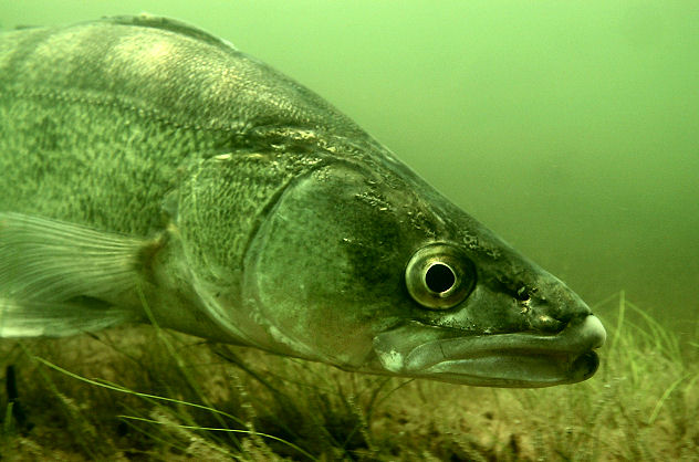 Zander im Bergwitzsee