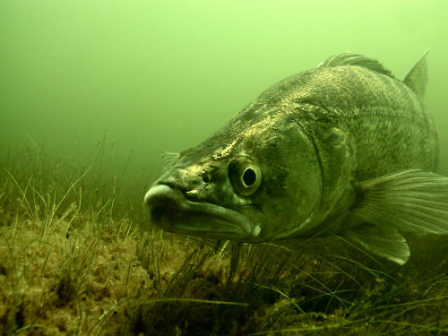 Zander im Bergwitzsee