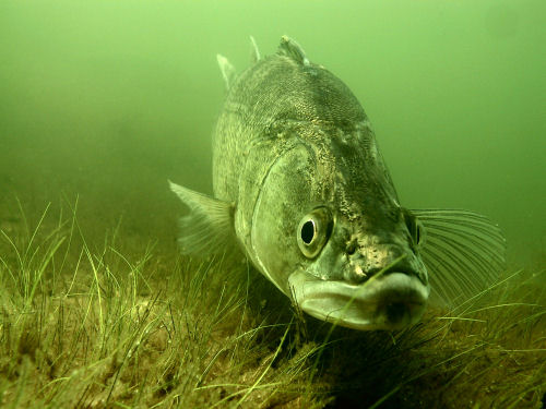 Zander im Bergwitzsee