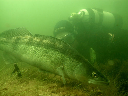 Zander im Bergwitzsee