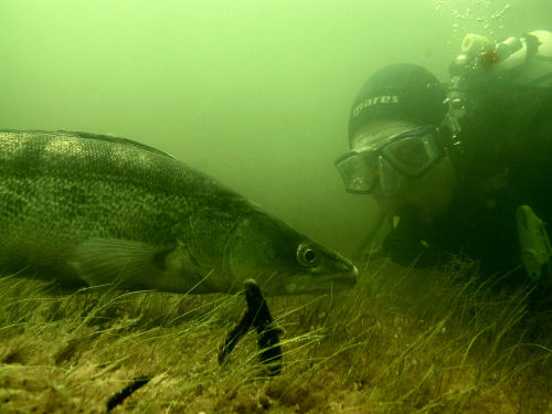 Zander im Bergwitzsee