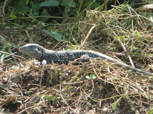 Ameiva fuscata