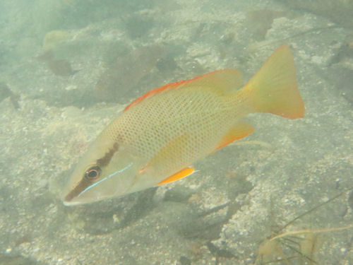 Lutjanus griseus