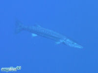 Sphyraena barracuda