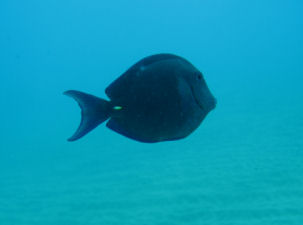 Blue Tang Acanthurus coeruleus