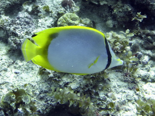 Chaetodon ocellatus