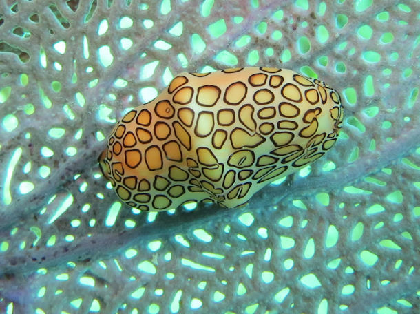 Cyphoma gibbosum