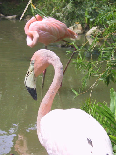 Bayahibe Dominikanische Republik