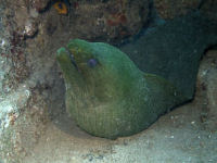 Grne Murne Gymnothorax funebris