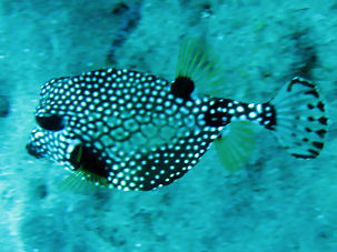 Perlen-Kofferfisch Rhinesomus triqueter