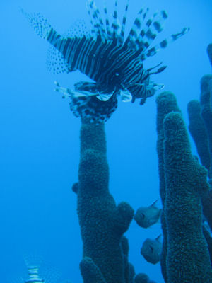 Lionfish