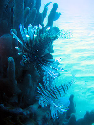 Lionfish