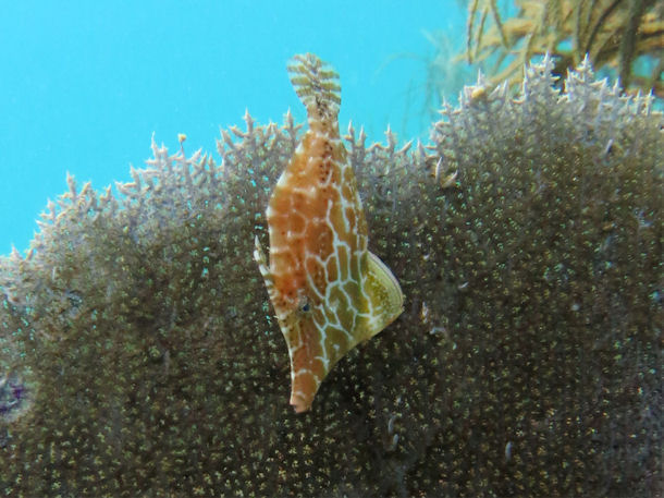 Monacanthus tuckeri