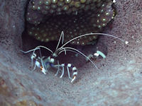 Stenopus hispidus