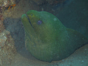 Green Moray Eel