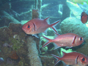 Blackbar Soldierfish