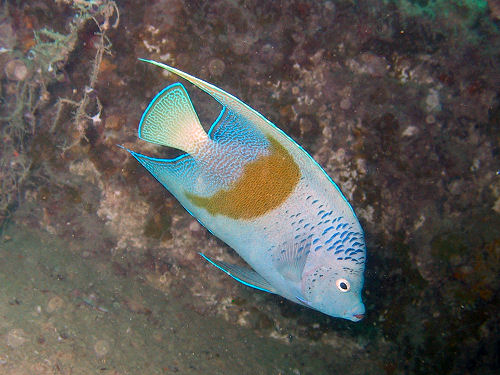 Arabischer Kaiserfisch am Wrack der Zainab