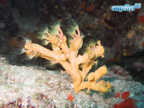 Gelber Geweihschwamm (Aixinella polypoides) mit der Gelben Krustenanemone (Parazoanthus axinellae)