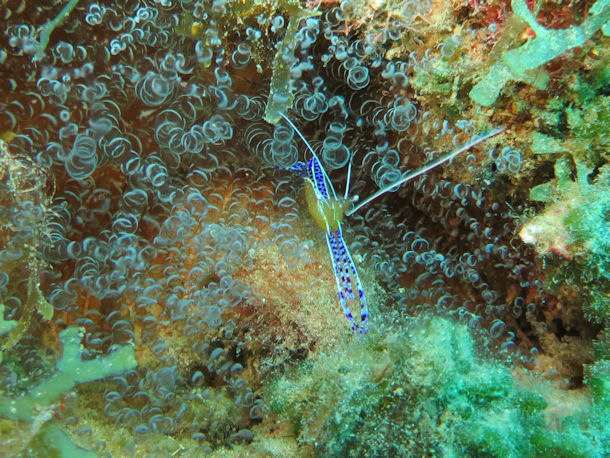 Pedersons Partnergarnele Periclimenes pedersoni