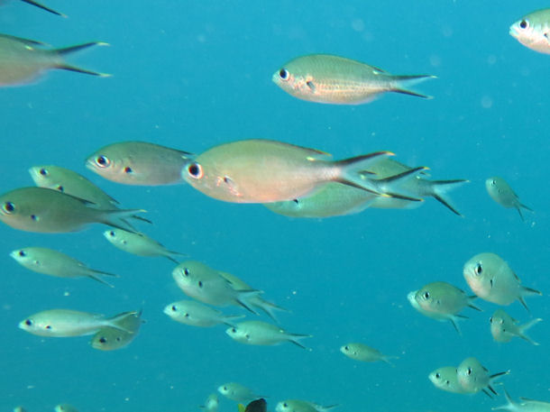 Chromis multilineata