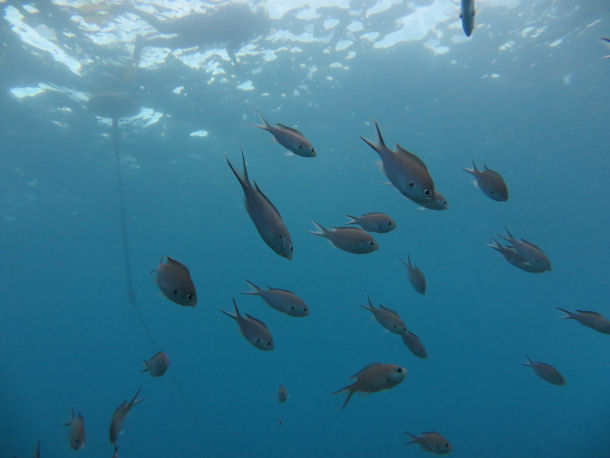 Chromis multilineata