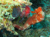 Hippocampus erectus