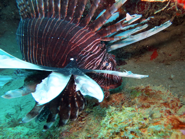 Lionfish