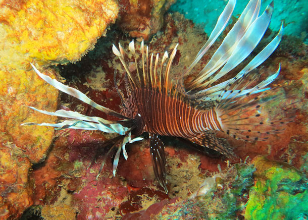 Lionfish