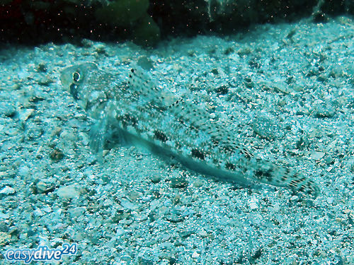 Schlankgrundel Gobius geniporus