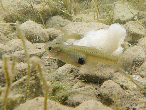 Guppy in Lake Kournas