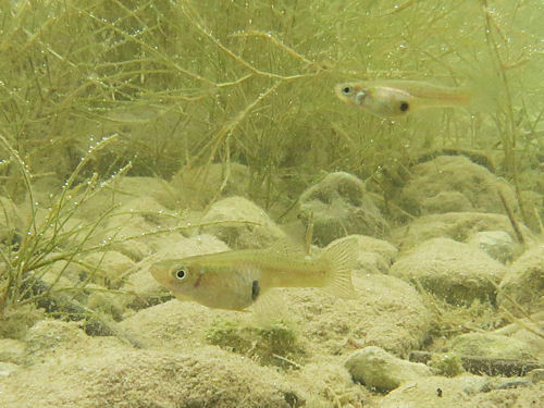 Gambusia affinis