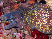 Mediterranean moray Muraena helena