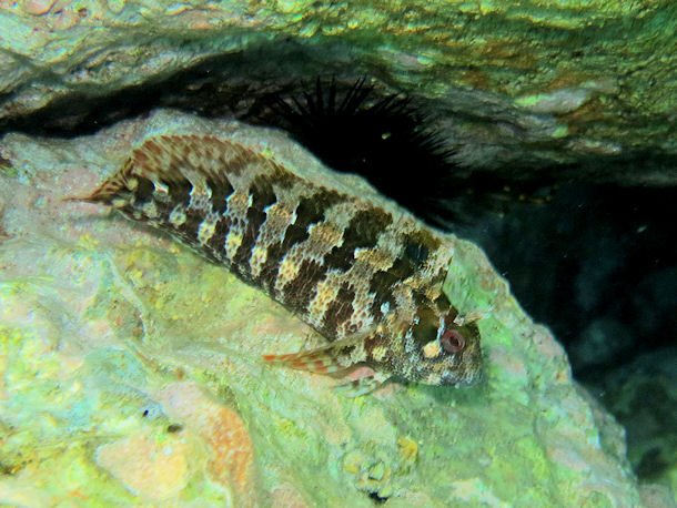 Schleimfisch Parablennius gattorugine