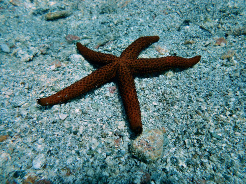 Roter Mittelmeerseestern Echinaster sepositus