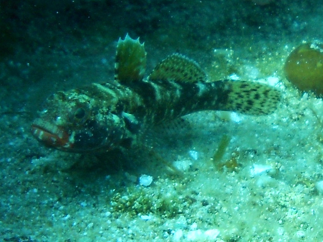 Blutmund-Grundel (Gobius cruentatus)