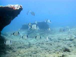 Zweibindenbrasse Diplodus vulgaris