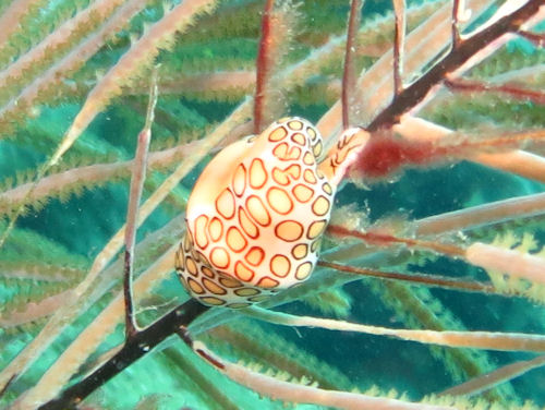 Flamingozunge Cyphoma gibbosum