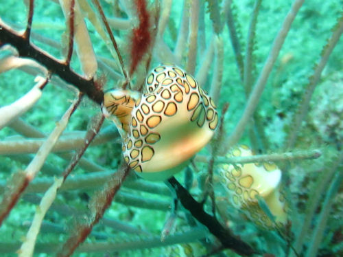 Flamingozunge Cyphoma gibbosum